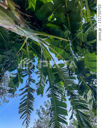 Banana Palm Tree Leaves Against Sky Banana Palm Tree Leaves Against Sky 131730703