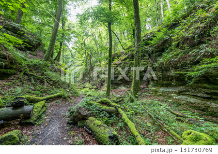 Beautiful green forest Hiking path with Sandstone chalk rock formations in Berdorf Mullerthal Luxembourg 131730769