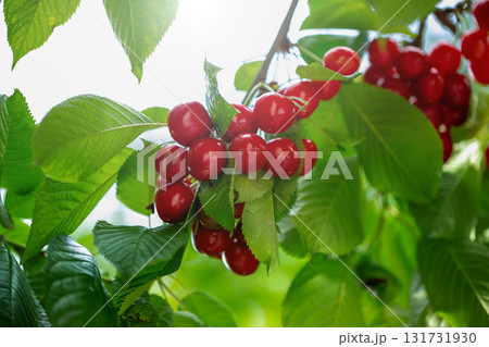 Branch full ripe red cherries green leaves against background sunlight. Summer fruit harvest in natural garden environment. 131731930