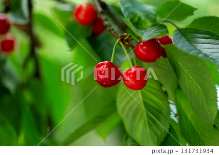 Fresh bunch ripe red cherries hanging on branch with green leaves background. Summer fruit harvest natural garden environment. 131731934