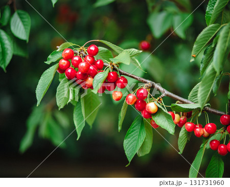 Branch full of ripe red cherries with green leaves against background of sunlight.  131731960