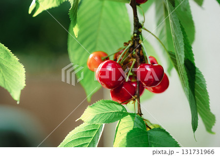 Branch full ripe red cherries green leaves against background sunlight. Summer fruit harvest in natural garden environment. Branch full ripe red cherries green leaves against background sunlight. Summer fruit harvest in natural garden environment. 131731966