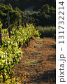 Vineyard greenery in warm sunlight 131732214