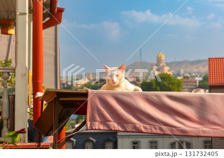 Trinity Cathedral view with cat in Tbilisi Georgia Trinity Cathedral view with cat in Tbilisi Georgia 131732405