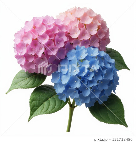 Two pink and blue flowers with green leaves Two pink and blue flowers with green leaves 131732486