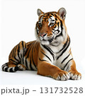 A tiger is laying down on a white background 131732528