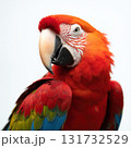 A colorful parrot with a red beak and green and blue feathers 131732529