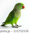 A green parrot is standing on a white background 131732530