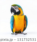 A colorful parrot is sitting on a white background 131732531