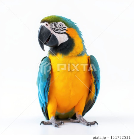 A colorful parrot is sitting on a white background 131732531