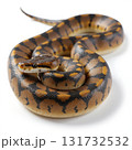 A snake is curled up on a white background 131732532