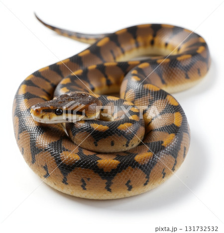 A snake is curled up on a white background 131732532