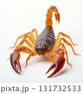 A large brown and orange scorpion is standing on a white background 131732533