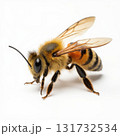 A bee is standing on a white background 131732534