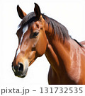 A brown horse with a white stripe on its face is staring at the camera 131732535