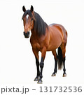 A brown horse stands in front of a white background 131732536