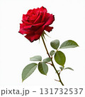 A single red rose with green leaves 131732537