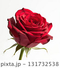 A single red rose with a green stem 131732538