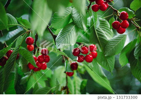 Branch full ripe red cherries green leaves against background sunlight. Summer fruit harvest in natural garden environment. Branch full ripe red cherries green leaves against background sunlight. Summer fruit harvest in natural garden environment. 131733300