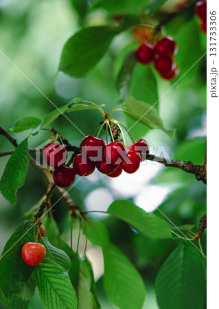 Branch full ripe red cherries green leaves against background sunlight. Summer fruit harvest in natural garden environment. Branch full ripe red cherries green leaves against background sunlight. Summer fruit harvest in natural garden environment. 131733306