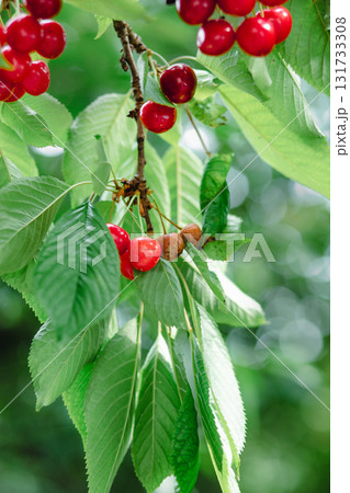 Cherries tree some fruit rotting due mold fungus. Shows contrast between healthy damaged fruit, agriculture plant pathology 131733308