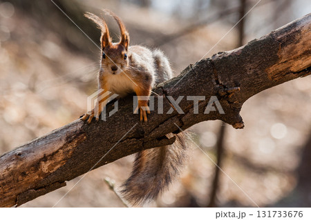 Squirrel sits on a tree Squirrel sits on a tree 131733676