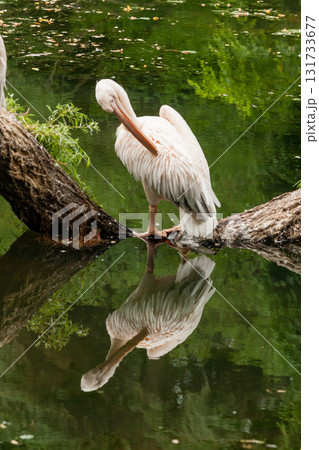 Pelican stands on a log in the middle of the lake 131733677