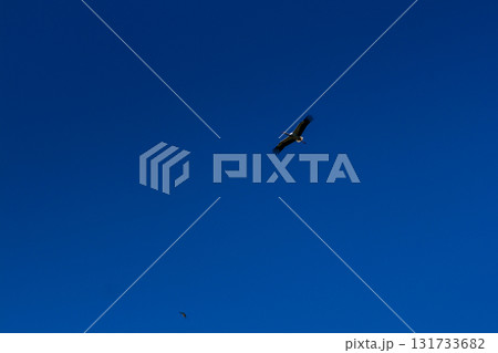 Stork soaring in the blue sky with white clouds Stork soaring in the blue sky with white clouds 131733682