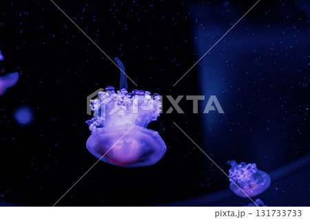 underwater photography jellyfish Cotylorhiza tuberculata, Mediterranean jellyfish underwater photography jellyfish Cotylorhiza tuberculata, Mediterranean jellyfish 131733733