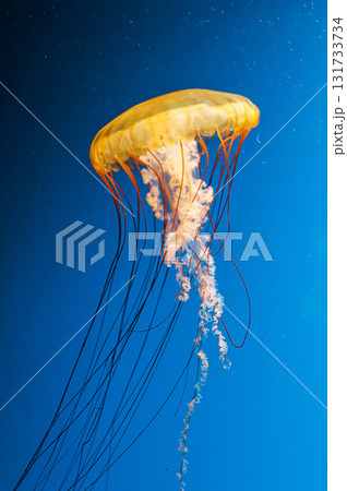 underwater photography jellyfish Chrysaora fuscescens, Pacific sea nettle, West Coast sea nettle 131733734