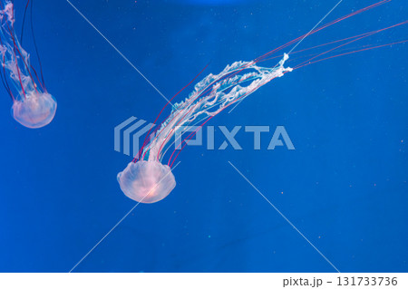 underwater photography jellyfish Purple striped jelly. Chrysaora colorata underwater photography jellyfish Purple striped jelly. Chrysaora colorata 131733736