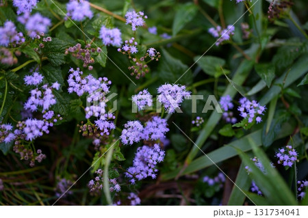 薄紫色の花 131734041