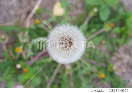 タンポポの羽毛 131734042