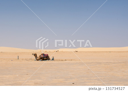 Resting camel in Sahara desert near Tozeur, Tunisia 131734527