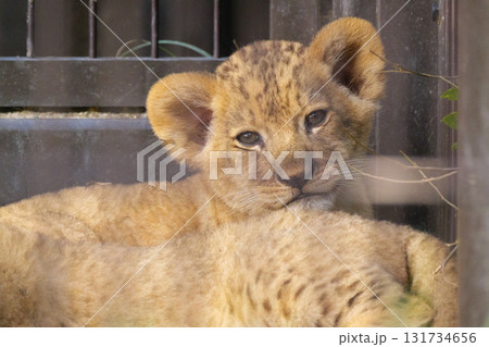 ライオンの赤ちゃん生後2か月の視線 131734656