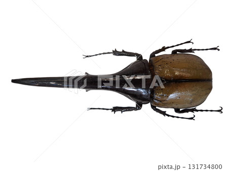 This giant tropical unicorn beetle, Dynastes hercules, showcases its impressive size and striking features while isolated against a plain background. It highlights the species' unique characteristics. This giant tropical unicorn beetle, Dynastes hercules, showcases its impressive size and striking features while isolated against a plain background. It highlights the species' unique characteristics. 131734800