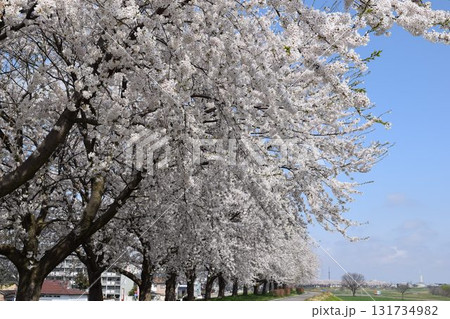 約300本の桜が1.5kmに渡り連なる 赤川の桜並木 約300本の桜が1.5kmに渡り連なる 赤川の桜並木 131734982
