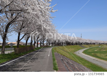 約300本の桜が1.5kmに渡り連なる 赤川の桜並木 約300本の桜が1.5kmに渡り連なる 赤川の桜並木 131734985