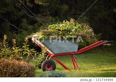Full wheelbarrow of dry fall leaves and flowers on backyard with well-groomed in farmhouse. Season autumn gardening. Outdoors. 131734999