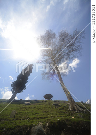 A tree with beautiful branches under silhouette during daytime at Sonamarg.Located at Jamma and Kashmir in India. 131735011