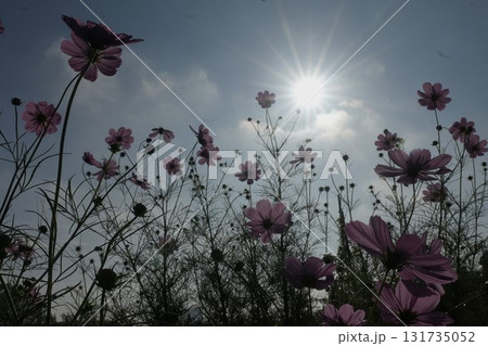 太陽に照らされるコスモス 131735052