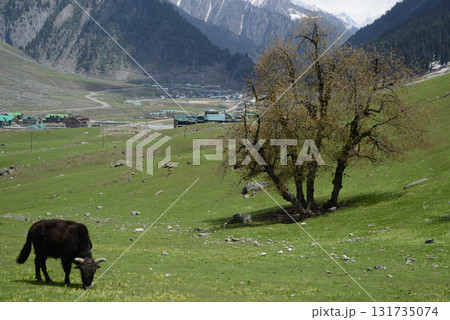 Cows graze in a grassy field in Sonamarg, a valley and a major tourist attraction in the Indian state of Jammu and Kashmir. Known as the "field of gold", it is the starting point for many Himalayan. Cows graze in a grassy field in Sonamarg, a valley and a major tourist attraction in the Indian state of Jammu and Kashmir. Known as the "field of gold", it is the starting point for many Himalayan. 131735074