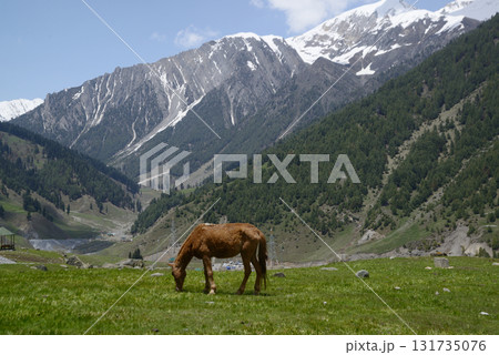 Horse graze in a grassy field in Sonamarg, a valley and a major tourist attraction in the Indian state of Jammu and Kashmir. Known as the "field of gold", it is the starting point for many Himalayan. 131735076
