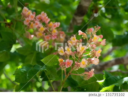 Red Horse Chestnut (lat.- Aesculus x carnea Briotii) 131735102