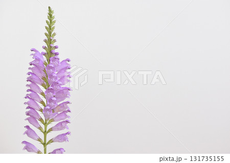 花虎の尾 花虎の尾 131735155