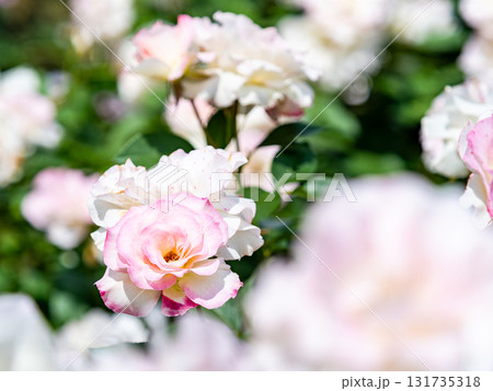 美しい初夏の景色 瑞々しいカラフルな満開の春バラ 美しい初夏の景色 瑞々しいカラフルな満開の春バラ 131735318