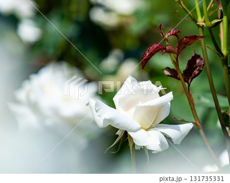 美しい初夏の景色　瑞々しいカラフルな満開の春バラ 131735331