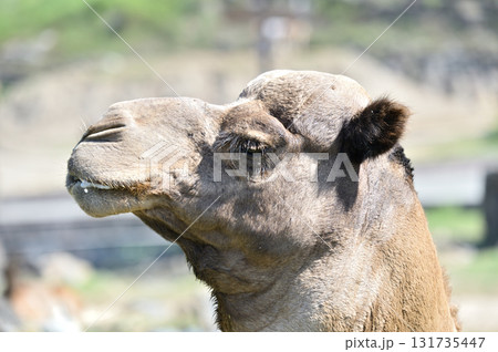 横を向くヒトコブラクダ 131735447