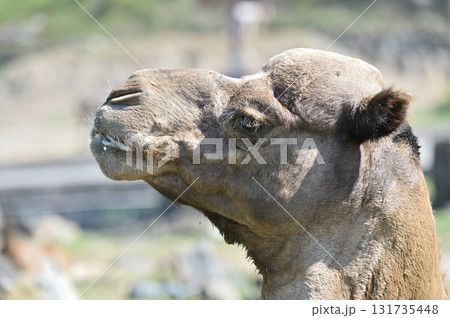 横を向くヒトコブラクダ 131735448