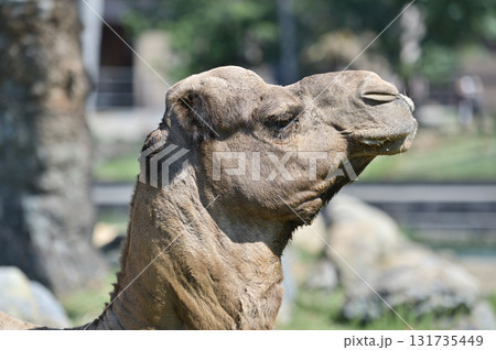 横を向くヒトコブラクダ 131735449